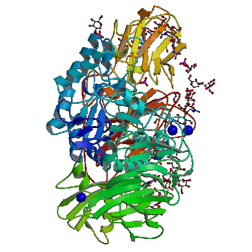 Cette belle ß-galactosidase est l'enzyme qui empêche l'intolérance au lactose